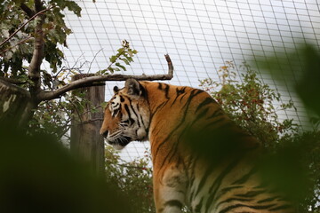 A photo of a tiger is looking at a tree branch