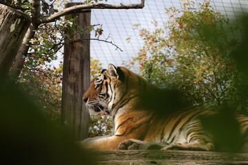 A photo of a tiger sitting on a rock