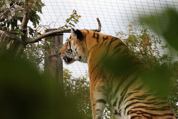 A photo of a tiger standing in a tree looking at something