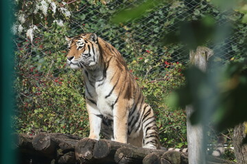 A photo of a tiger sitting on a rock