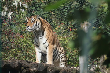A photo of a tiger sitting on a rock