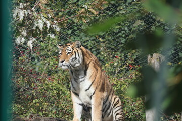 A photo of a tiger standing on a rock in a zoo