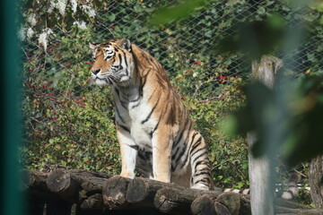 Obraz premium A photo of a tiger sitting on a rock