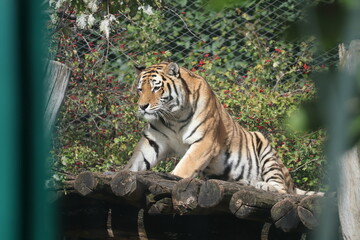 A photo of a tiger sitting on a log