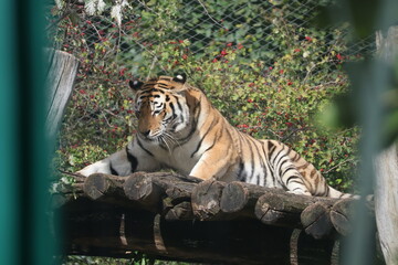 A photo of a tiger sitting on a log