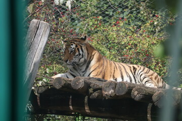 A photo of a tiger laying on a log