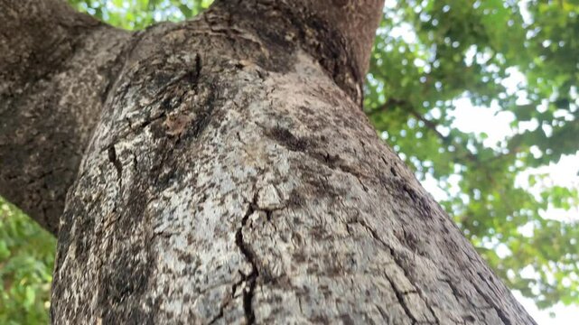 broen trunk of a tree  closeup upwoard slide view