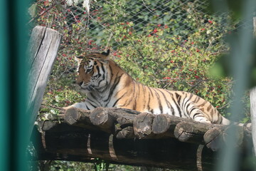 A photo of a tiger laying on a log