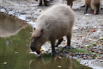 A photo of a capy capy eating food in a puddle