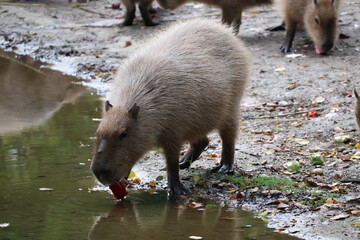 A photo of a capy capy eating a piece of fruit