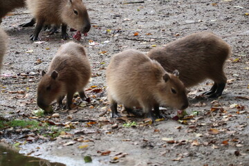 A photo of a group of capreis eating on leaves