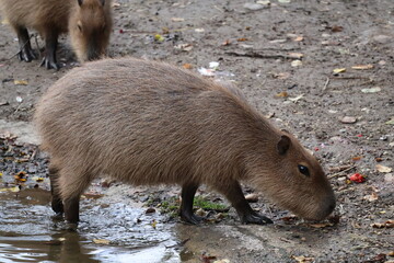 A photo of a couple of capy capy capy capy capy capy capy capy capy capy capy capy cap