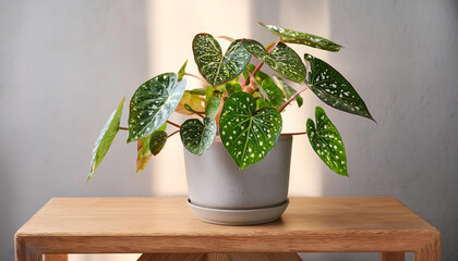 Fototapeta premium A striking Begonia Maculata plant with polka-dot leaves displayed in a ceramic pot on a wooden table. Perfect for interiors seeking a touch of greenery and natural elegance.