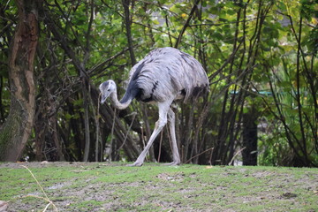 A photo of a large bird walking on a grassy hill