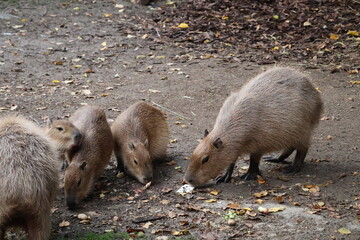 Obraz premium A photo of two small animals eating food on the ground