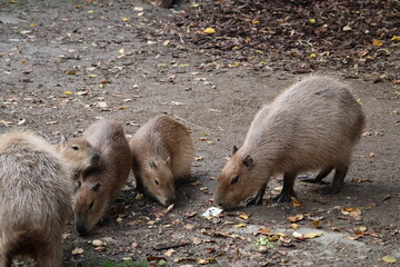 A photo of two small animals are eating on the ground