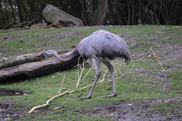 A photo of a bird is walking on the ground