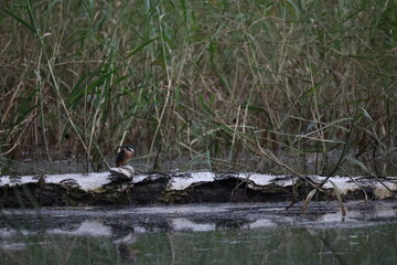 Obraz premium great crested grebe