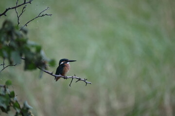 red winged blackbird