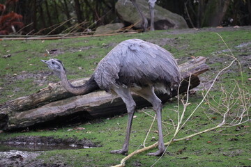 A photo of a large bird walking on a green grass covered ground