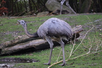 A photo of a bird walking on a green grass covered field