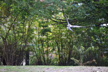 A photo of a bird flying over a field of grass