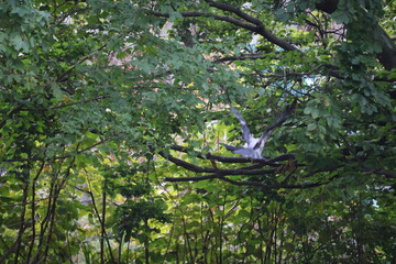 A photo of a bird is sitting in a tree branch
