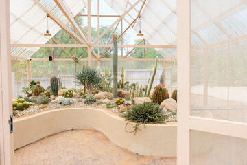 Various cactus and succulent plants in the desert,cactus in the rays of the sun,Giant cactus forest in the desert,succulent plant background,National Park,southeastern.