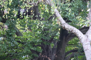 Fototapeta premium A photo of a bear is sitting in a tree
