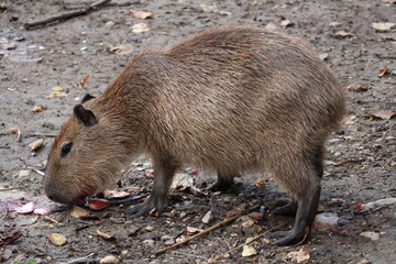 A photo of a capy capy eating on a piece of fruit
