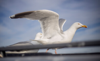 Herring Gull on a car roof