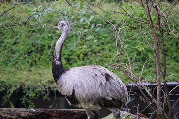 A photo of a large bird standing on a log in a forest