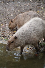 A photo of two capy bears are standing near a body of water