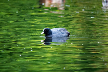 Nahaufnahme eines Blässhuhns auf dem grünen Wasser