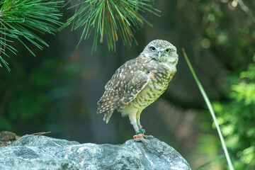 A burrowing owl perched on the ground at Queens Zoo, surrounded by natural greenery. 