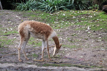 A photo of a small brown and white dog standing on a dirt field