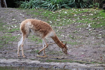 A photo of a small brown and white animal standing on a dirt field