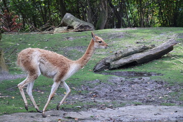 A photo of a small deer walking across a muddy field