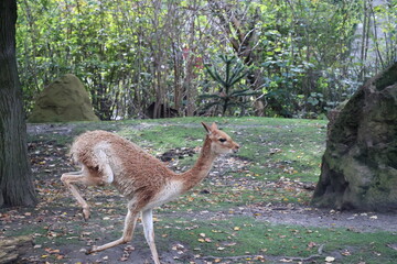 A photo of a small deer standing in a grassy area