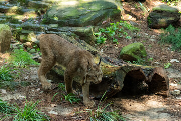 A lynx walks by a log in a rocky, forested enclosure at Queens Zoo, blending into its natural surroundings. The tawny predator is alert, showcasing its wild habitat and behavior