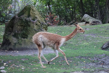 A photo of a small deer walking across a lush green field