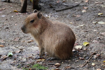 A photo of a capy capy capy capy capy capy capy capy capy capy capy capy capy cap