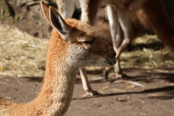 A photo of a baby ll is standing in the dirt