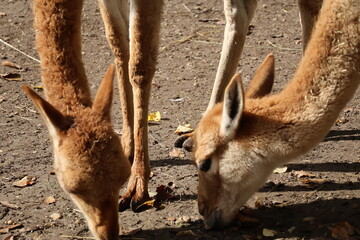 A photo of a close up of a small animal eating food