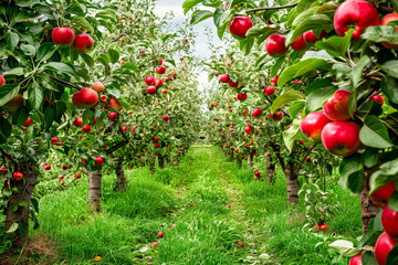 Tree full of red apples with raindrops on them. The apples are ripe and ready to be picked