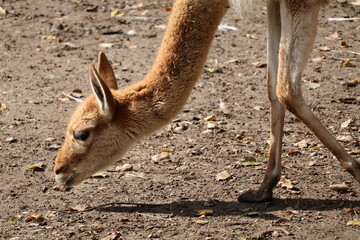 A photo of a small animal is eating some leaves on the ground