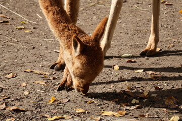 A photo of a brown and white horse eating leaves on the ground