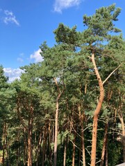 Kiefern im Wald unter blauen Himmel