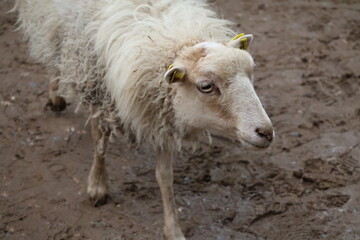 A photo of a sheep with a yellow ear tag on its head