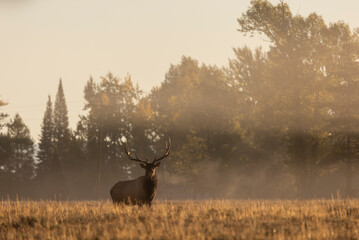 Naklejka premium Bull Elk at Sunrise in the Rut in Grand Teton National Park Wyomng in Autumn